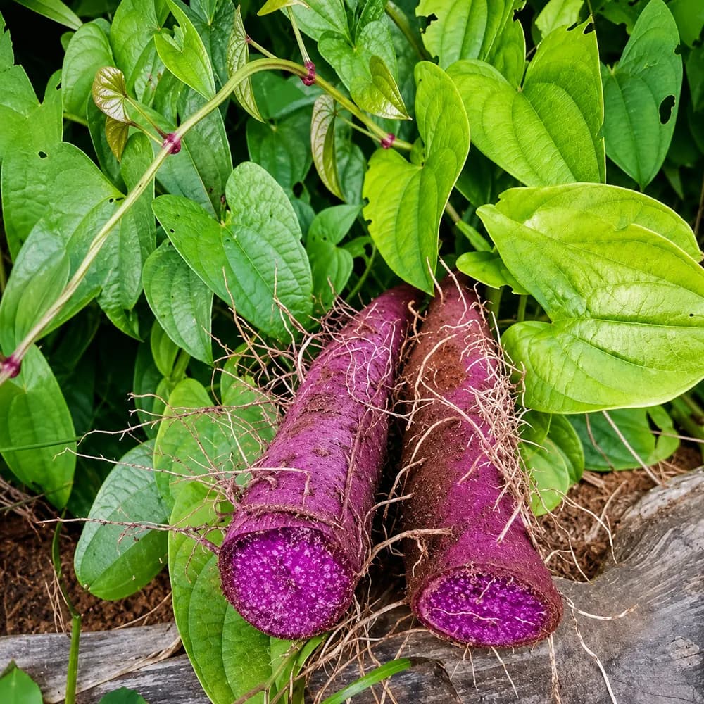 Die premium violette Yamswurzel wird bei lokalen Produzenten auf den Philippinen ausgewählt. Ethische und kontrollierte Beschaffung für beste Qualität.